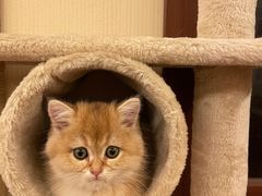 -猫十亿·布偶金渐层·曼基康矮脚猫舍(青年路店)