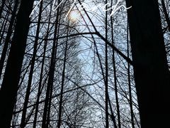 -桤木河湿地公园