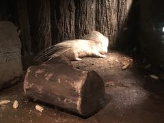 -清迈夜间动物园