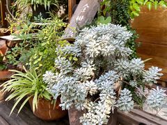 -时光花园(白鹭洲店)