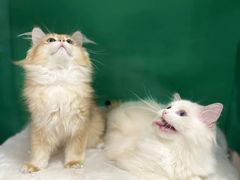 -爱洗澡的猫(望京店)