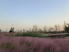 -上海滨江森林公园