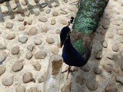 -东平国家森林公园