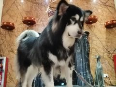 -more than meow吴止猫主题餐厅(承德 中船汇店)