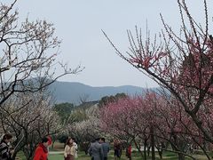 -香雪海