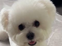 -多乐狗狗宠物训练工作室