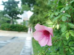 -香蜜公园