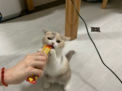-创凡宠物医院·骨专科  猫科中心(西乡分院)