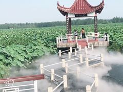 -荷花荡