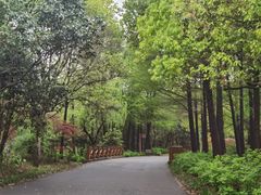 -上海滨江森林公园