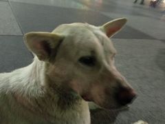 -花莲东大门国际观光夜市