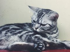 -猫咪博物馆(顶澳仔猫街店)