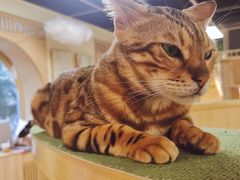 -猫和宫(六道口店)