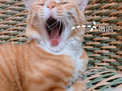 -瑞鹏宠物医院·骨科·猫科·内科(第一中心)