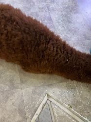 -神奇动物撸宠馆·羊驼·小浣熊·异宠(豫园店)