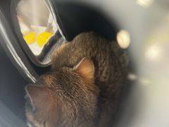 -艾吉宠物医院·疑难杂症转诊中心·猫友好(碧江路院)