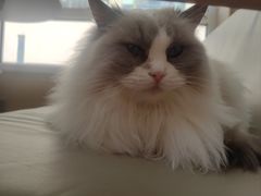 -鼓捣猫呢主题猫咖店