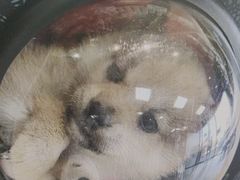 -中农大我爱我爱动物医院·核磁CT·猫病·24小时夜诊中心(石佛营店)