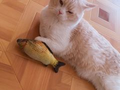-MOYOYO猫咪咖啡店