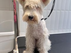 -爱宠屋pet shop·宠物洗澡·宠物美容