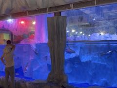 -芜湖新华联大白鲸海洋公园