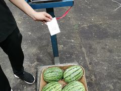 西瓜两元一斤-菜园坝水果市场