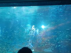 -海合安成都极地海洋公园
