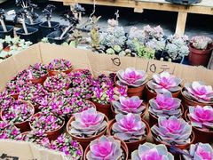 -曲阳花鸟市场(曲阳路店)