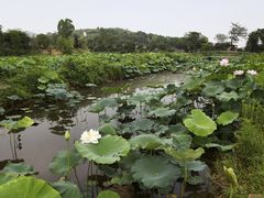 -宁波五龙潭景区