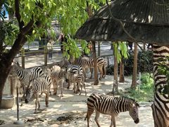 -深圳野生动物园