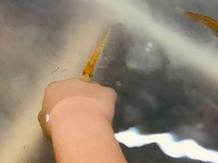 -上海大自然野生昆虫馆(东方明珠·爬宠昆虫探索中心)
