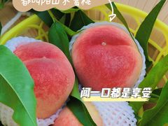 -老袁家蜜桃农场·阳山水蜜桃