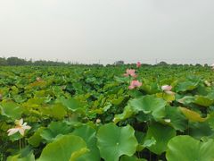 -嘉北郊野公园