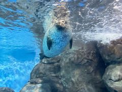 -上海海洋水族馆