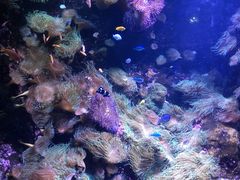-悉尼海洋生物水族馆