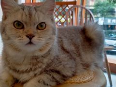 -猫友咖啡店(玉林西路店)