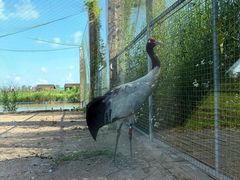 -盐城丹顶鹤湿地生态旅游区
