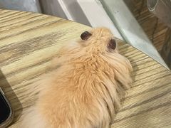 -楼上猫咖(罗湖店)