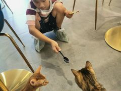 -飞行喵MR PILOT|猫舍·猫咖(静安大融城店)