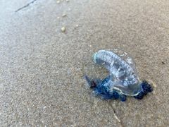 -黄金海岸