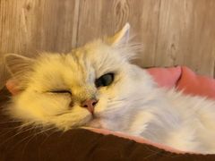 -名猫咖啡馆·撸猫·拼豆