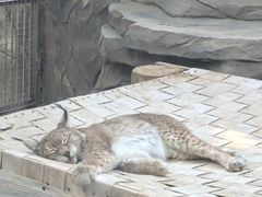 -青藏高原野生动物园