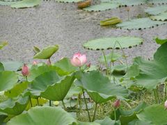 -铁道游击队纪念园