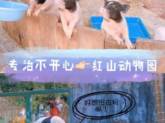 -红山森林动物园