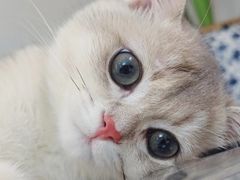 -宠颐生宠物医院·异宠猫科内科·诊疗中心宠巢店
