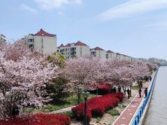 -高东镇樱花园