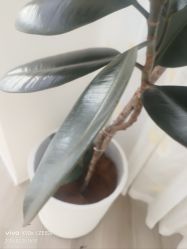 -HEYAN荷妍专业脱毛连锁机构