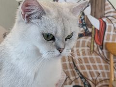 -Let's go狗咖·猫咖·奶狗·桌游(春熙路IFS店)