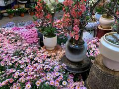 -双季花艺园艺市场(浦东店)