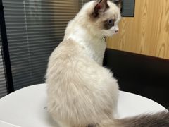 -伟伟宠物医院·CT影像中心·瑞派犬猫综合性门诊(汉口总院)